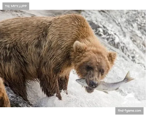 棕熊与闪电将上演户外赛 佛罗里达州首次迎来足球场对决
